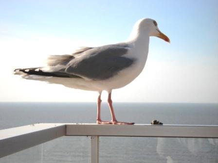 Wenduine Zeedijk, A Seafront Appartment Very Close To Bruges エクステリア 写真